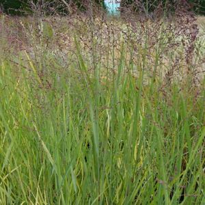 Panicum virgatum 'Heavy Metal' ---